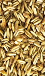 Golden Naked Oats (Simpsons)