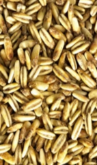Golden Naked Oats (Simpsons)