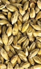 Aromatic Malt (Simpsons)